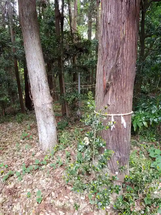 安房神社の自然
