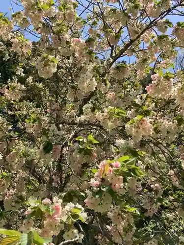 五所駒瀧神社(茨城県)