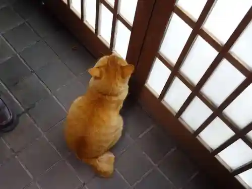 長安寺の動物