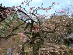 今熊野観音寺(京都府)