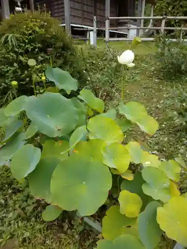 思金神社の自然