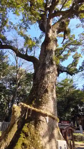 伊弉諾神宮(兵庫県)