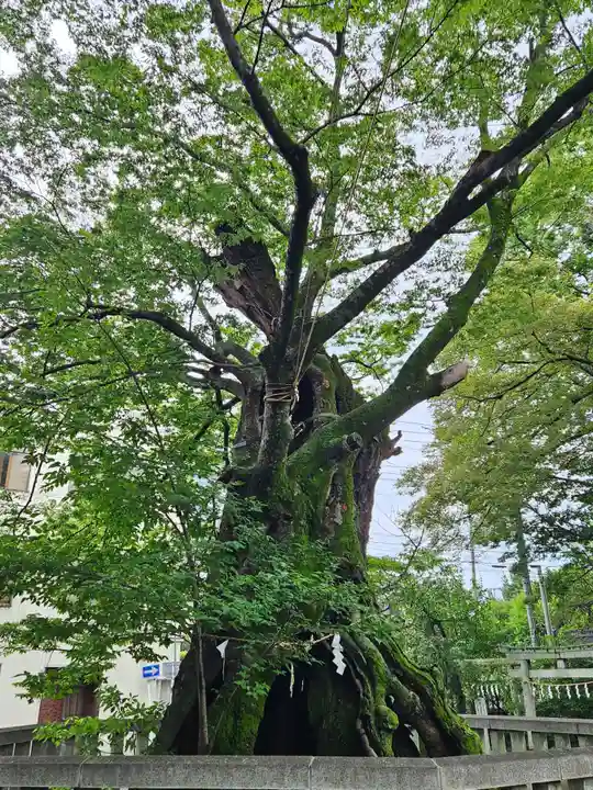高城神社(埼玉県)