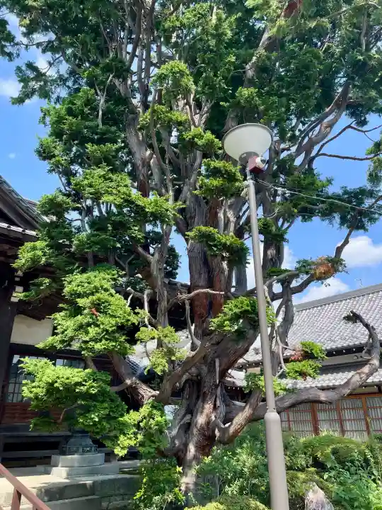 泉沢寺(神奈川県)