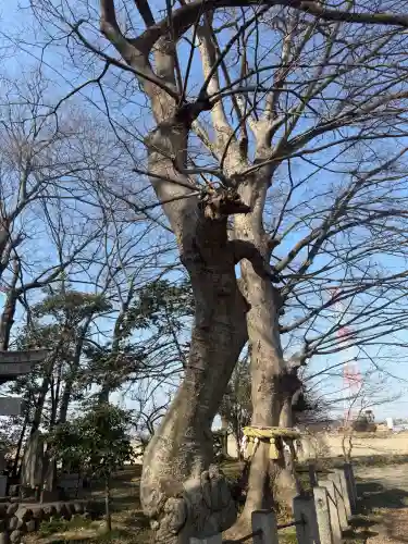 田中神社の{uncategorized: "未分類", other: "その他", undefined: "問題あり", building: "その他建物", grave: "お墓", sacred_gate: "鳥居", guardian: "狛犬", statue: "像", buddha: "仏像", history: "歴史", nature: "自然", garden: "庭園", animal: "動物", pagoda: "塔", temizu: "手水舎", mountain_gate: "山門・神門", sanctuary: "本殿・本堂", subordinate: "末社・摂社", art: "芸術", scenery: "景色", jizo: "地蔵", ema: "絵馬", goshuin: "御朱印", omikuji: "おみくじ", items: "授与品その他", amulet: "お守り", goshuincho: "御朱印帳", eats: "食事", festival: "お祭り", votive_dance: "神楽", shichigosan: "七五三参", wedding: "結婚式", experience: "体験その他", initially: "初詣", around: "周辺", anti_infection: "感染症対策"}