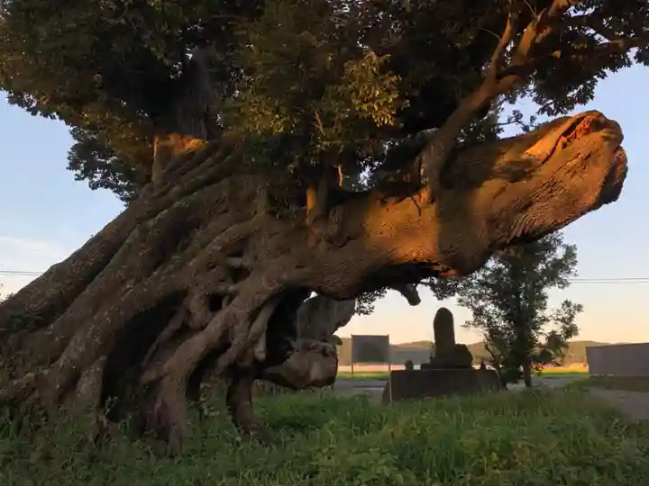 八幡神社の自然