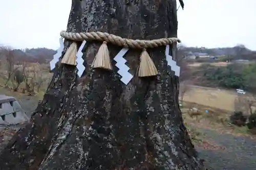阿久津「田村神社」（郡山市阿久津町）旧社名：伊豆箱根三嶋三社の自然