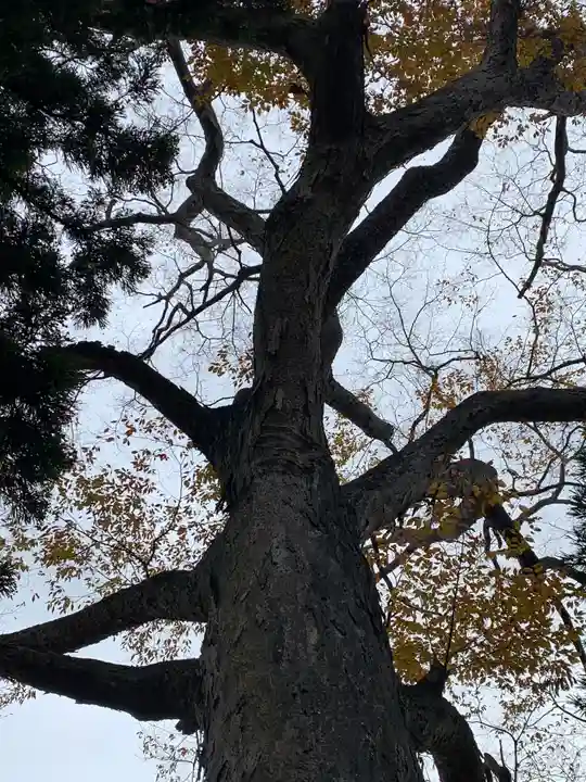 阿久津「田村神社」(郡山市阿久津町)旧社名:伊豆箱根三嶋三社(福島県)
