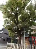 住吉神社(大阪府)