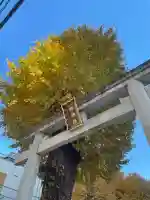 柏神社の{uncategorized: "未分類", other: "その他", undefined: "問題あり", building: "その他建物", grave: "お墓", sacred_gate: "鳥居", guardian: "狛犬", statue: "像", buddha: "仏像", history: "歴史", nature: "自然", garden: "庭園", animal: "動物", pagoda: "塔", temizu: "手水舎", mountain_gate: "山門・神門", sanctuary: "本殿・本堂", subordinate: "末社・摂社", art: "芸術", scenery: "景色", jizo: "地蔵", ema: "絵馬", goshuin: "御朱印", omikuji: "おみくじ", items: "授与品その他", amulet: "お守り", goshuincho: "御朱印帳", eats: "食事", festival: "お祭り", votive_dance: "神楽", shichigosan: "七五三参", wedding: "結婚式", experience: "体験その他", initially: "初詣", around: "周辺", anti_infection: "感染症対策"}