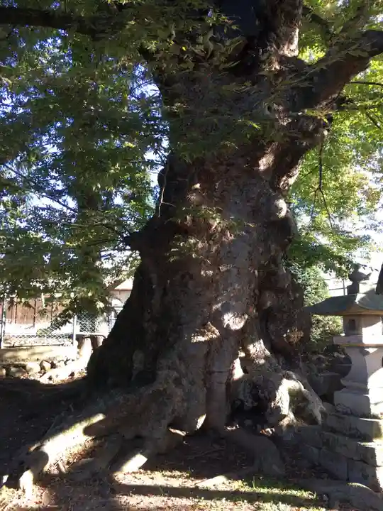 中尾神社の自然
