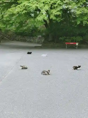 唐澤山神社の動物