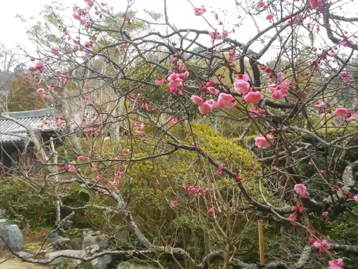 浄光明寺の自然