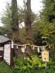 櫻木神社の自然