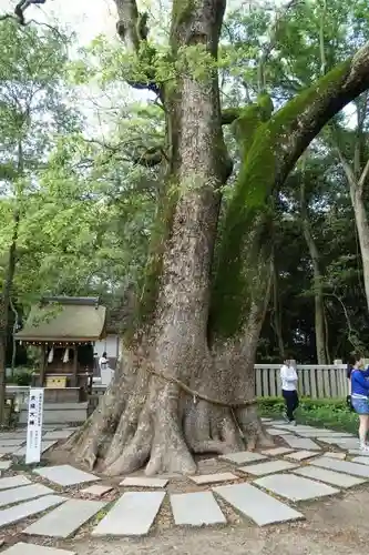 伊弉諾神宮の自然