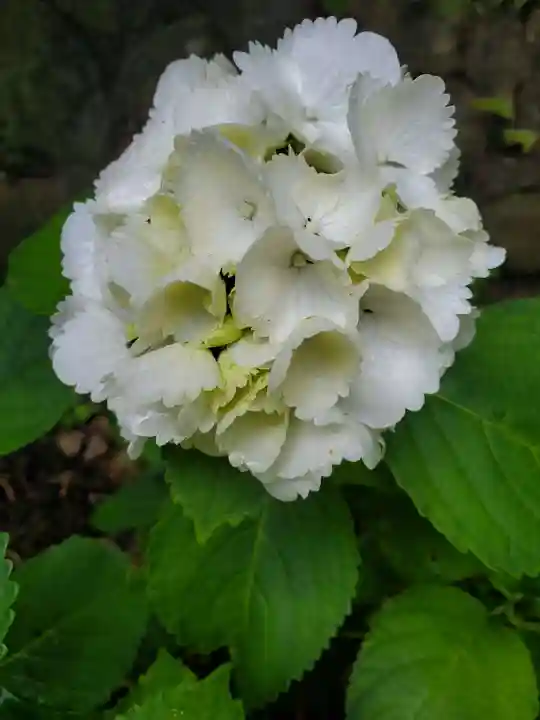 草薙神社の自然