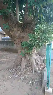 大六天神社の自然