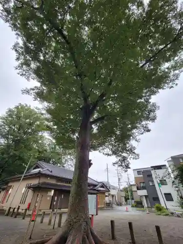 上町氷川神社の自然