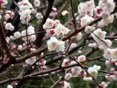 靖國神社の自然