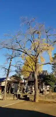 古新田稲荷神社の自然