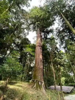 土佐神社(高知県)