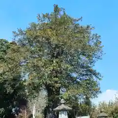 豊景神社の自然