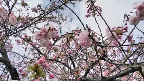 引接寺（千本ゑんま堂）の自然