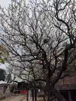 白幡八幡神社(神奈川県)