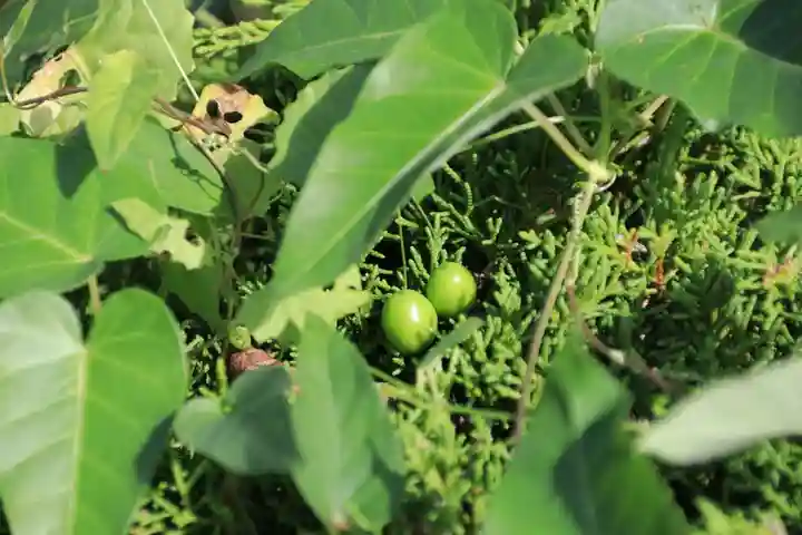 鹿島大神宮の自然