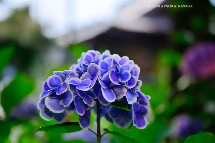 本郷氷川神社(東京都)
