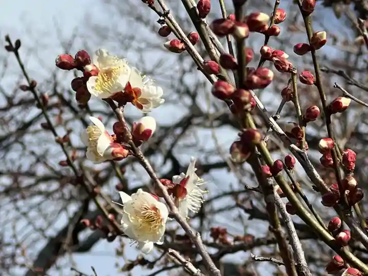 北野天満宮(京都府)