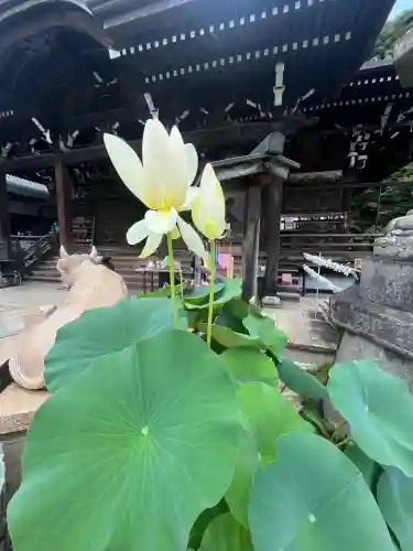 三室戸寺(京都府)