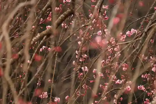 三峯神社の自然