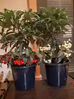 伏木香取神社の自然