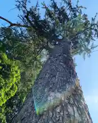 滑川神社 - 仕事と子どもの守り神の自然