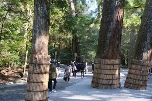 伊勢神宮内宮（皇大神宮）の自然