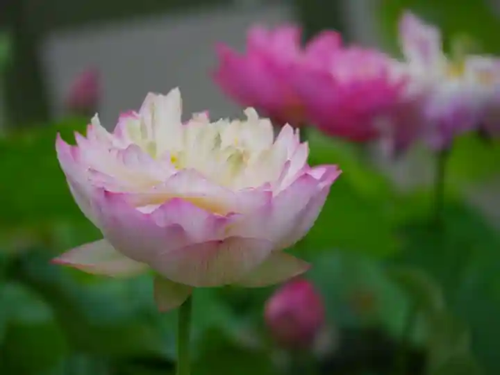 極楽山 浄土寺(北海道)