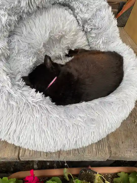 梅宮大社の動物