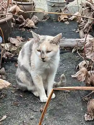 一心寺・一心禅寺の動物