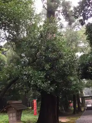 阿射加神社の自然