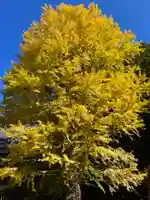 北口本宮冨士浅間神社(山梨県)