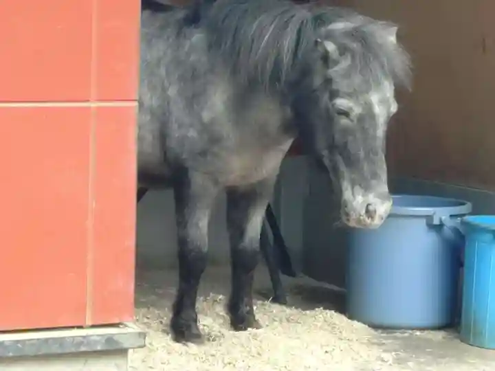 神田神社(神田明神)の動物