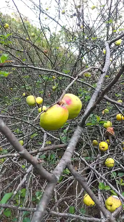 冠稲荷神社の自然