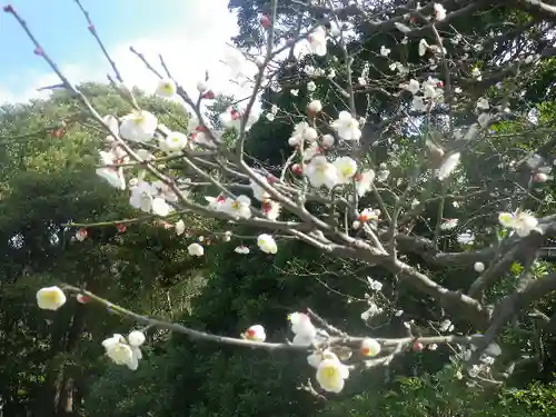 鶴岡八幡宮の自然
