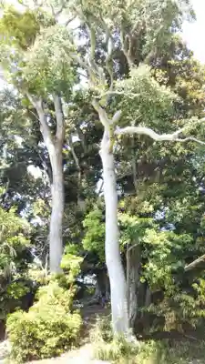 稲荷大明神の自然