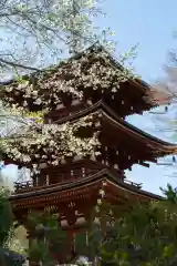 岡寺（龍蓋寺）の建物その他