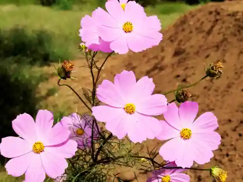 川崎氷川神社(埼玉県)