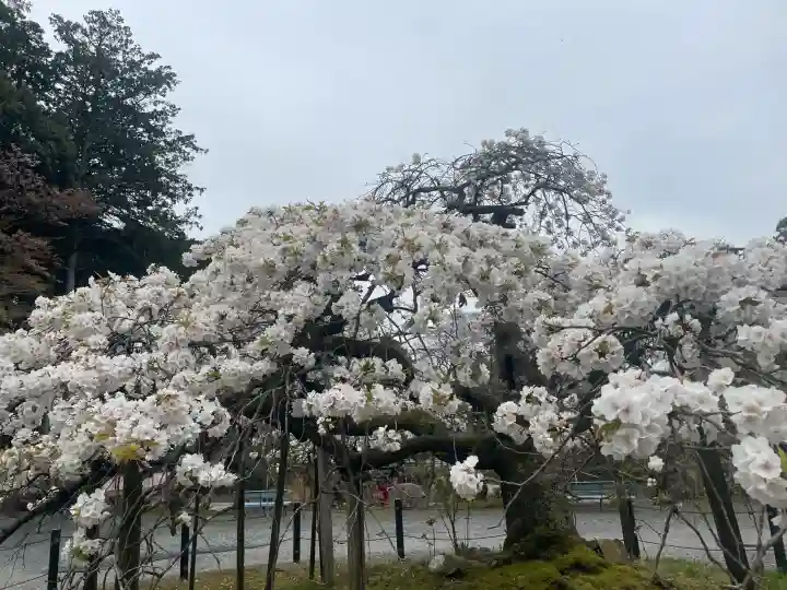 大原野神社の{uncategorized: "未分類", other: "その他", undefined: "問題あり", building: "その他建物", grave: "お墓", sacred_gate: "鳥居", guardian: "狛犬", statue: "像", buddha: "仏像", history: "歴史", nature: "自然", garden: "庭園", animal: "動物", pagoda: "塔", temizu: "手水舎", mountain_gate: "山門・神門", sanctuary: "本殿・本堂", subordinate: "末社・摂社", art: "芸術", scenery: "景色", jizo: "地蔵", ema: "絵馬", goshuin: "御朱印", omikuji: "おみくじ", items: "授与品その他", amulet: "お守り", goshuincho: "御朱印帳", eats: "食事", festival: "お祭り", votive_dance: "神楽", shichigosan: "七五三参", wedding: "結婚式", experience: "体験その他", initially: "初詣", around: "周辺", anti_infection: "感染症対策"}