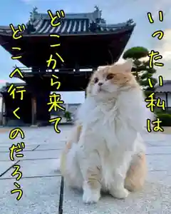 西教寺(下松駅徒歩5分)(山口県)(2023年01月07日(土) 21時19分43秒投稿)