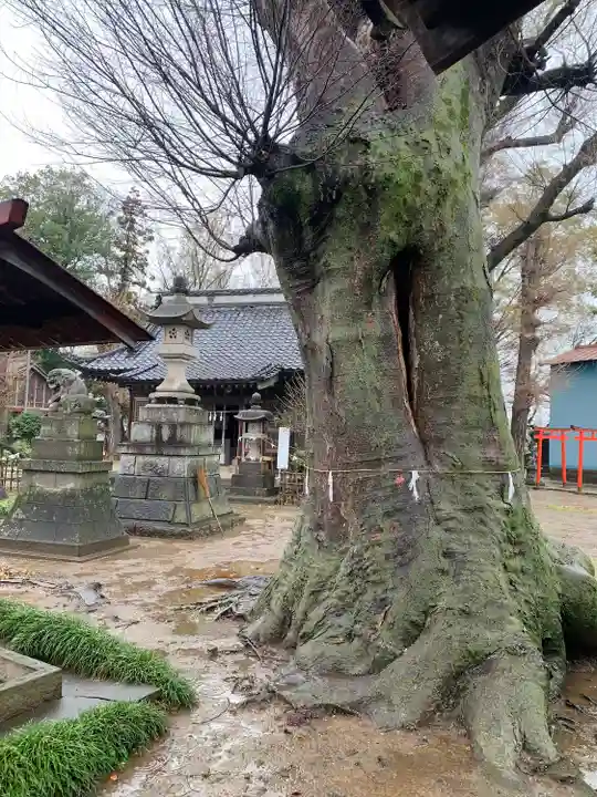 佐間天神社の自然